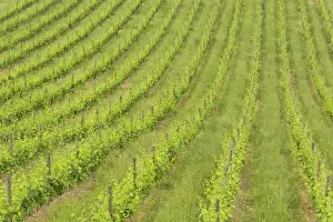 Montalcino Prints: Orderly rows of grape vines viewed from world renowned winery, Castle Banfi in