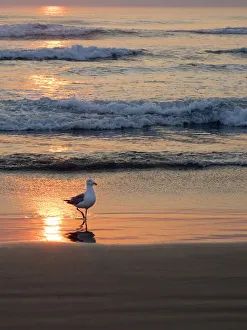 Images Dated 9th June 2021: Oregon, Cannon Beach. Seagull walking at shoreline