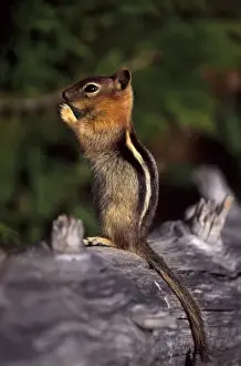 Holding Prints: Oregon cascades, a Golden-mantled Ground Squirrel (Spermophilus lateralis) eating