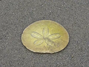 Images Dated 18th May 2022: Oregon, Ecola State Park, Indian Beach. Sand dollar