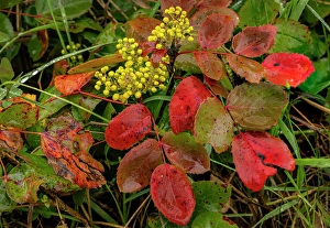 Whitefish Prints: Oregon grape on wet day in spring in Whitefish, Montana, USA. (Editorial Use Only)