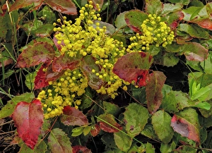 Whitefish Prints: Oregon grape on wet day in spring in Whitefish, Montana, USA. (Editorial Use Only)