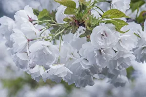 Cherry Blossom Prints: Oregon, Hood River. Cherry blossoms