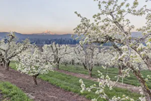 Hood River Prints: Oregon, Hood River. Cherry orchard and Mt. Hood