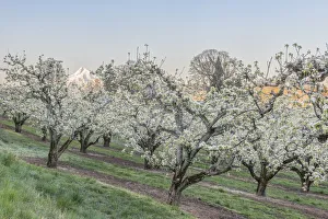 Images Dated 18th January 2022: Oregon, Hood River. Cherry orchard and Mt. Hood