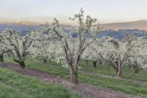 Images Dated 18th January 2022: Oregon, Hood River. Cherry orchard and Mt. Hood