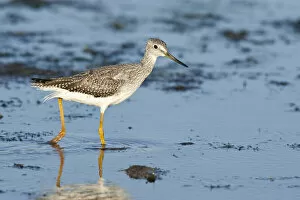 Images Dated 24th August 2005: Oregon, a Lesser Yellowlegs (Tringa flavipes)