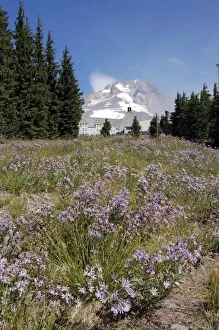 Oregon, Mt. Hood. Timberline Lodge and the snow-capped peak of Mt. Hood with summer