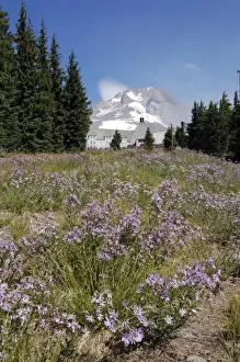 Lynn Seldon Prints: Oregon, Mt. Hood. Timberline Lodge and the snow-capped peak of Mt. Hood with summer