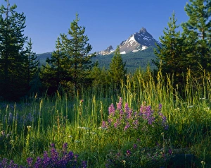 Inspiring Prints: Oregon. USA. Mount Washington at sunrise above conifers