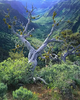 Images Dated 27th January 2004: OREGON. USA. Mountain mahogany snags & sagebrush above glacier-carved Little Blitzen River Gorge