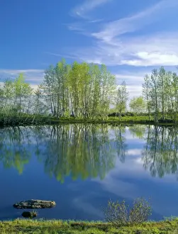 Broadleafed Prints: OREGON. USA. Pond reflects aspen & cirrus clouds at sunrise on Steens Mountain. Steens