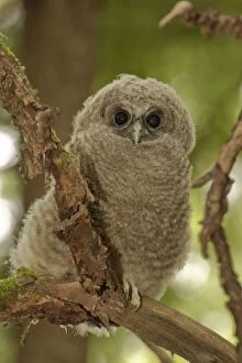 Oreogn, Coast Range, a Northern Spotted Owl (Strix occidentalis) fledgling