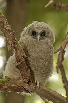 Fledgling Prints: Oreogn, Coast Range, a Northern Spotted Owl (Strix occidentalis) fledgling