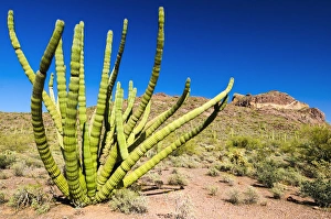 Distant Prints: Organ pipe cactus in the Ajo Mountains, Organ Pipe Cactus National Monument, Arizona USA