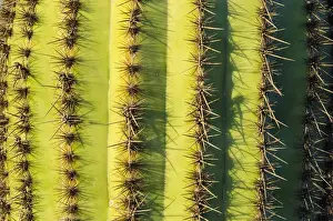 Distant Prints: Organ Pipe cactus detail, Organ Pipe Cactus National Monument, Arizona USA