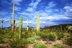 Images Dated 12th March 2015: Organ Pipe Cactus National Monument: Ajo Mountain Drive winds through the desert forest of Saguaro
