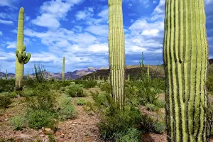Images Dated 12th March 2015: Organ Pipe Cactus National Monument: Ajo Mountain Drive winds through the desert forest of Saguaro