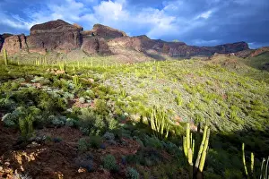 Images Dated 12th March 2015: Organ Pipe Cactus National Monument: Ajo Mountain Drive winds through the desert forest of Saguaro