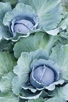 Images Dated 3rd August 2007: Organic cabbage grows at the Harlow Farm in Westminster, Vermont. Connecticut River Valley