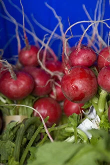 Images Dated 5th June 2007: Organic Radishes Ready for Packing into a CSA Box at Full Circle Farm, Carnation