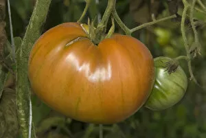 Organic Tomatoes, Oxbow Farm, Duvall, Washington, US
