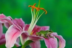 Oriental Lily and Pacific tree frog resting on its petals, Sammamish Washington
