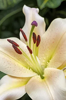 Images Dated 14th February 2021: Oriental Trumpet Lily