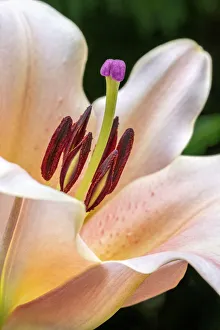 Oriental Trumpet Lily