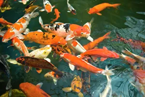 Trending: Ornament Koi or Common Carp (Cyprinus carpio)