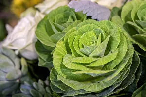 Images Dated 3rd September 2019: Ornamental cabbage in a flower arrangement, USA