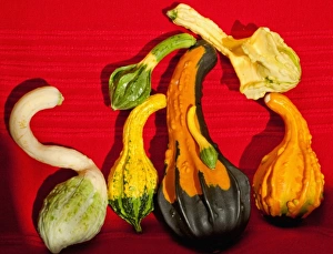 Russell Gordon Prints: Ornamental gourds grown on a small family farm in Serbia