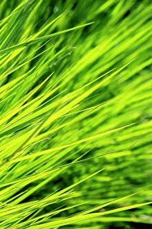 Lime Green Prints: Ornamental grass