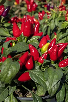 Ornamental pepper plant