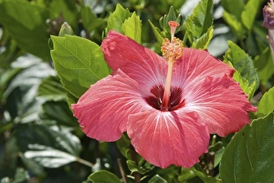 Images Dated 15th April 2006: Ornamental TropicalFLora, Windsor, Florida, US