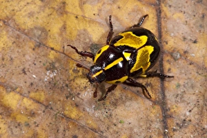 Biology Prints: Ornate Beetle (Coleoptera), Yasuni National Park, Amazon Rainforest, ECUADOR