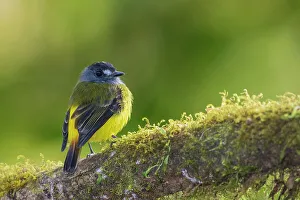 Cloud Forest Prints: Ornate flycatcher, cloud forest, Andes, Ecuador