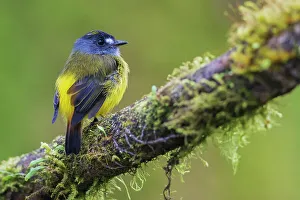 Cloud Forest Prints: Ornate flycatcher, cloud forest, Andes, Ecuador