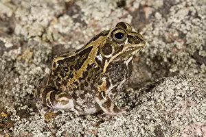 Images Dated 12th November 2007: Ornate Frog Hildebrandtia ornata Native to South Africa