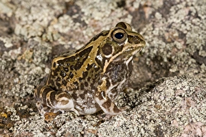 Images Dated 12th November 2007: Ornate Frog Hildebrandtia ornata Native to South Africa