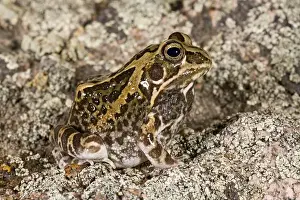 Ornate Frog Hildebrandtia ornata Native to South Africa