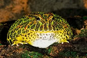Images Dated 23rd July 2006: Ornate Horn Frog