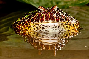 Anuran Prints: Ornate Horn Frog, Ceratophrys ornata, Native to Northern South America