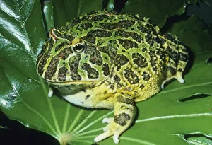 Detailed Prints: Ornate Horned Frog, (Ceratophrys ornata), Brazil, portrait of an ornate horned frog