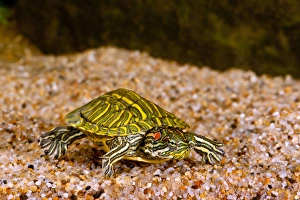Images Dated 21st July 2009: Ornate Red EarTurtle, Chrysemys scripta elegans, Native to Southern US