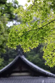 Tiled Prints: Ornately designed roof and Japanese Maple Leaves in their bright green Spring foliage