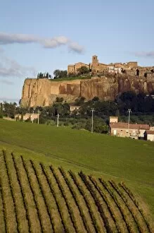 Orvieto, vineyard, Umbria, Italy