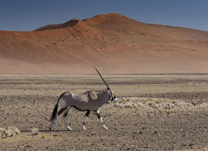 High Prints: Oryx near Sand Dunes, Sossusvlei, Namibia