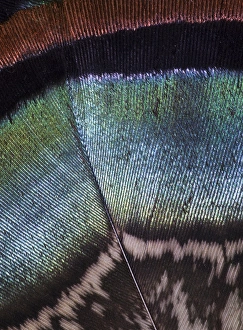 Teal Prints: Oscellated Turkey Feather