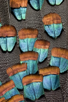 Natural Pattern Prints: Oscellated Turkey feather pattern